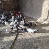 کفتر|پرنده|خمینی‌شهر, |دیوار