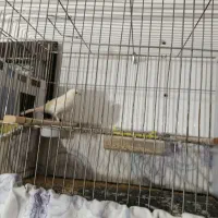 قناری نرو ماده هنوز جفت نشدن