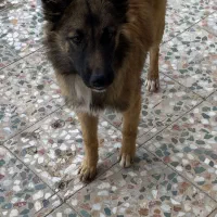 توله مالینیوز|سگ|مرودشت, بیست متری بیمارستان|دیوار