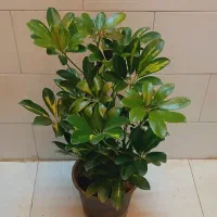 گل گیاه کروتون سانسوریا دیفن باخیا شفلرا شامادور|گل و گیاه طبیعی|قم, سنگ بند|دیوار