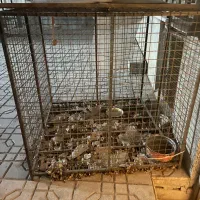 قفس|لوازم جانبی حیوانات|یزد, |دیوار