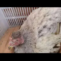 لاری بزرگ کرچ دوتا لاری صل فرانسه خروس محلی موجوده