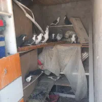 کفتر رنگی|پرنده|تربت‌حیدریه, شهید بهشتی|دیوار