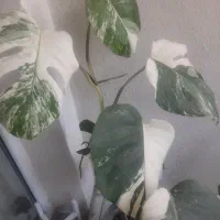 گل مانسترا انجیلی ابلق (تنه مادری)