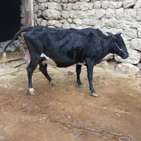 فروش گاو آبستن اول 7ماه|حیوانات مزرعه|ایذه, |دیوار