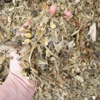 ذرت علوفه ی سبز