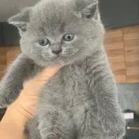 شهر گربه های پشمالو (پرشین اسکاتیش بریتیش رگدال)|گربه|ساری, |دیوار