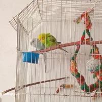 مرغ عشق|پرنده|تهران, امیر بهادر|دیوار