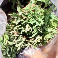 نشاء گوجه