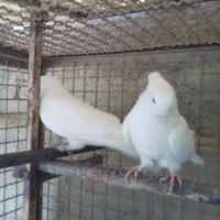 کبوتر پرشی سفید کاکلی  .سرخ .قرمزی کاکلی