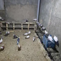 کبوتر|پرنده|قم, بوستان جوان|دیوار