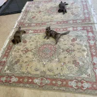 خریدار فرش های دستبافت تمام مناطق تهران فروش