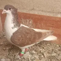 چپ سرخ و کفتر صید