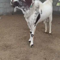 نری سرخون|حیوانات مزرعه|بندرعباس, |دیوار