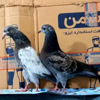 جوجه های پرشی