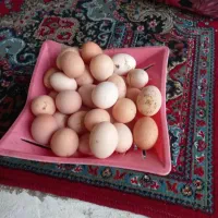 تخم مرغ محلی نطفه دار و تازه برا جوجه کشی و خوردن|خوردنی و آشامیدنی|میاندوآب, |دیوار