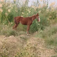 اسب|اسب و تجهیزات اسب‌سواری|حمیدیه, |دیوار