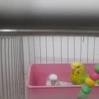 مرغ عشق تخم گزار