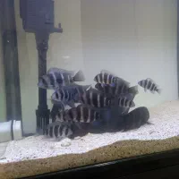 ماهی اکواریوم فرانتوزا