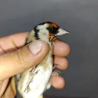 جوجه سهره سنندج و آوج