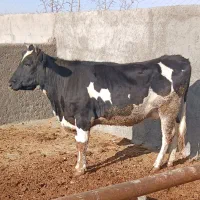 تلیسه گوشتی