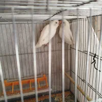 طوطی عروس هلندی آلبینو برزیلی فیشر آلبینو