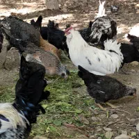 مرغ و خروس گلین|حیوانات مزرعه|بابا حیدر, |دیوار