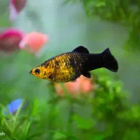 مولی و غذای زنده (دافنی|ماهی|گلپایگان, |دیوار