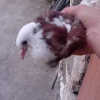 کبوتر|پرنده|گیلوان, |دیوار