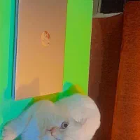 فروش لپتاپ  اچ پی HP proBook 430 G8|رایانه همراه|تبریز, |دیوار