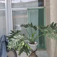 گیاه|گل و گیاه طبیعی|اصفهان, بوستان ناژوان|دیوار