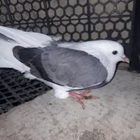 کبوتر|پرنده|قشم, |دیوار