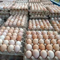 تخم مرغ محلی گلپایگانی