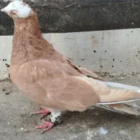کفتر زاغ آبادانی زرد کاکلی|پرنده|قم, اسمعیل آباد|دیوار