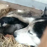 هاسکی قدکوتاه اصل|سگ|لاهیجان, بازکیاگوراب|دیوار