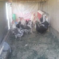 مرغ وخروس گلین اصل خانگی