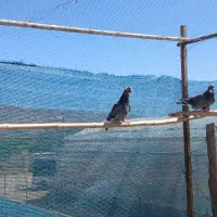 کفتر ساعت بالا