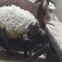 گوسفند زنده