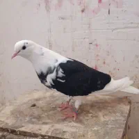 فروش جوجه کبوتر تضمینی