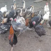 فروش بوقلمون وغاز و اردک محلی