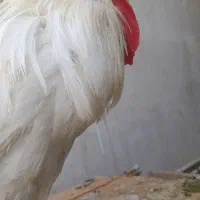 خروس سفید