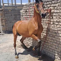 مادیون روزگاری