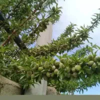 انواع نهال سیب و هلو و گردو موجود در نهالستان|گل و گیاه طبیعی|مراغه, |دیوار