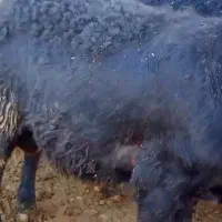 بره قوچ های موفر|حیوانات مزرعه|باروق, |دیوار