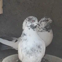 یه جفت کبوتر کله دم سبز