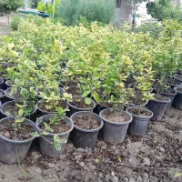 شمشاد طلایی سبز  یاس  پالم  لافسون  میخک