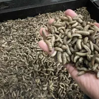 میلورم و لارو مگس سرباز