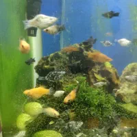 معاوضه ماهی با کت لجنخوار