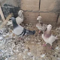 کبوتر|پرنده|نیشابور, مازول|دیوار