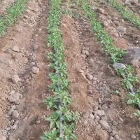 فروش موتور پمپ